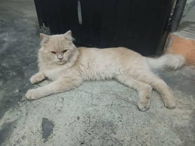 Sami punch face Persian cat 3rple coated