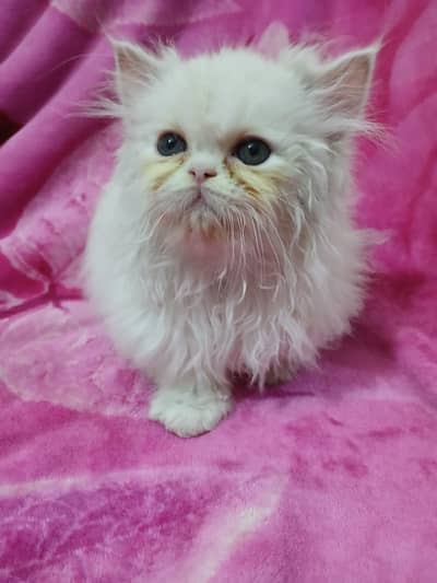 Semi punch male kitten