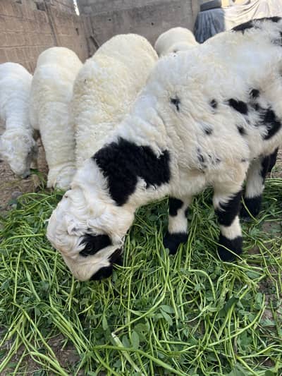 Sheep 6 month 7 month 5 month available for sale