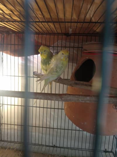 bht axha pair h urgent psy chiea is lie sale kr rha hu