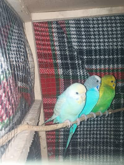 2 Male & 1 Female Budgie Parrots with Pinjra For Sale
