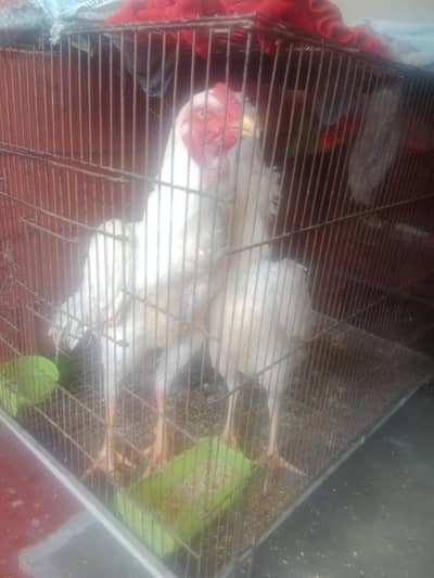 aseel Shamo baridr jora