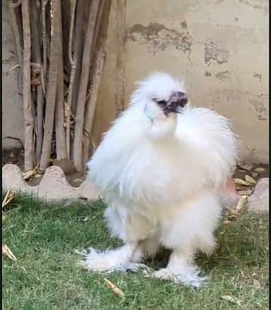 White Silkie [ Both Male ]