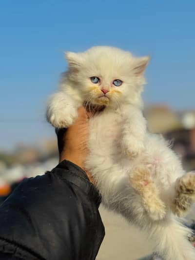 persian cats and kittens for sale wtsapp (0307/710/92/69)