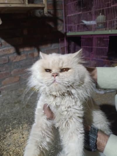 carts top quality pair check kara