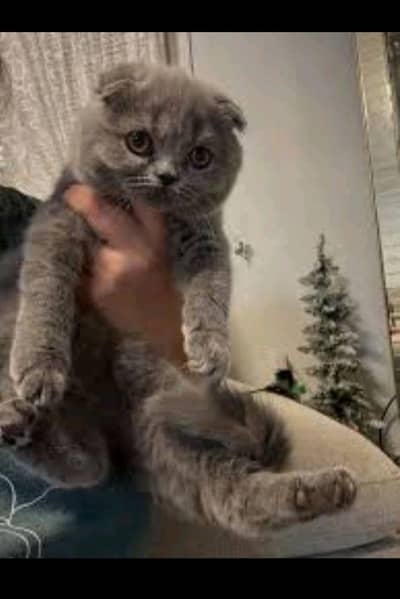 Scottish fold kitten
