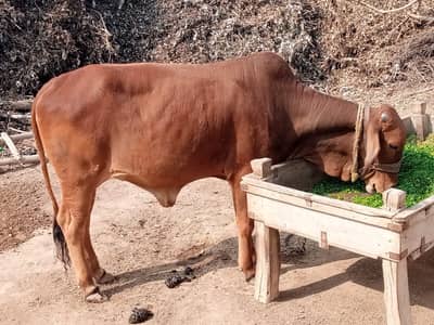 Red Brahman cross calf for sale