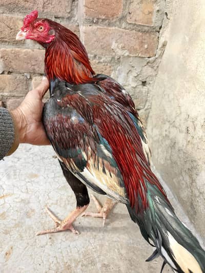 Aseel Rooster For sale. price 5000. . 0312-0542728