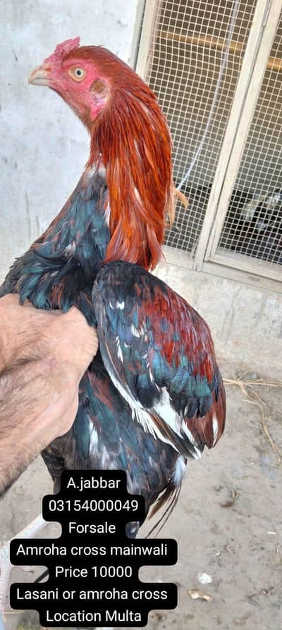 amroha cross mainwali