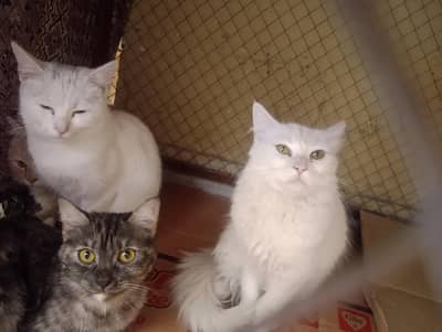 Persian cats
