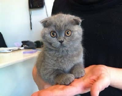 imported Scottish fold kitten
