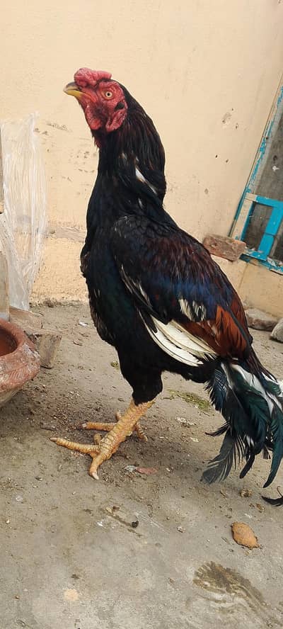 Lasani black Aseel(03492204066)