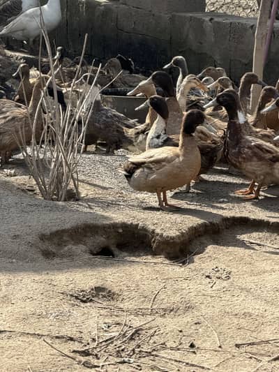 Khaki Ducks