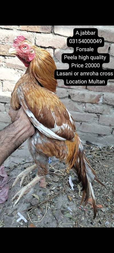 amroha cross mainwali