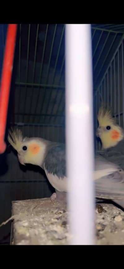 Cocktail parrots urgent for sale