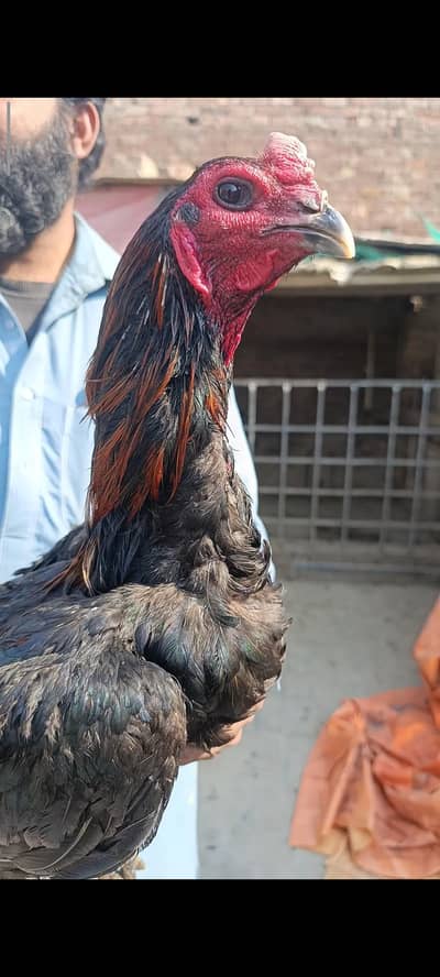 Dragon thai black eyes