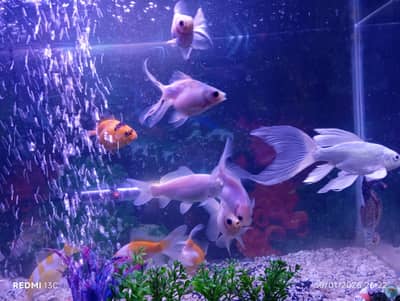 fish for sale only serious buyer