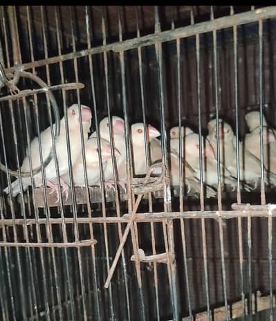 Fawn jawa self chicks in good size available for sale in Karachi