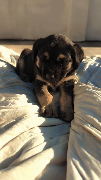 Pure German shepherd puppy  triple coated full active and playful