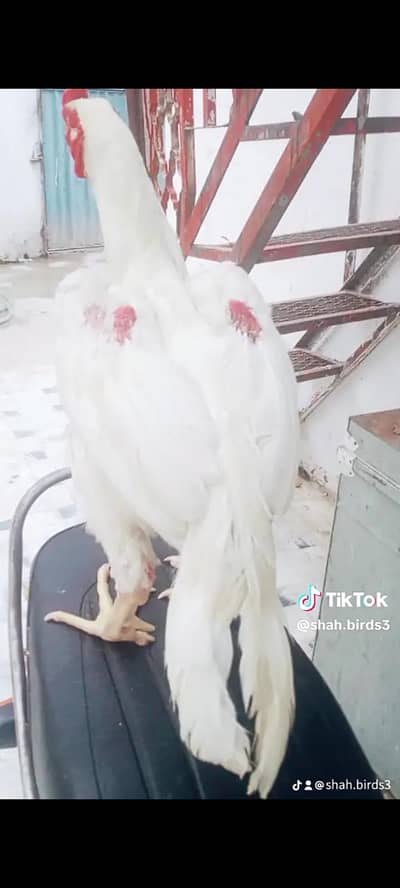 aseel parrotbeak hera male