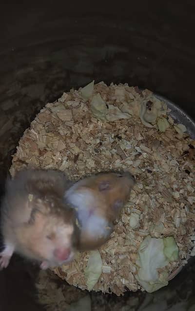hamster breading pair and baby's are available