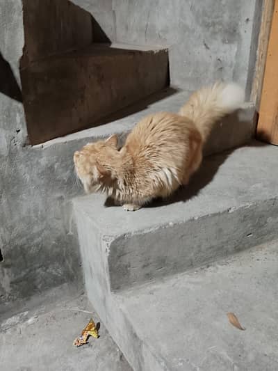 brown persion cat for sale