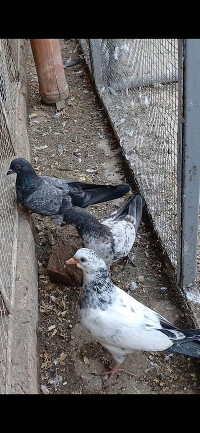 pathay 1000 par pice