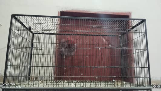 birds cage