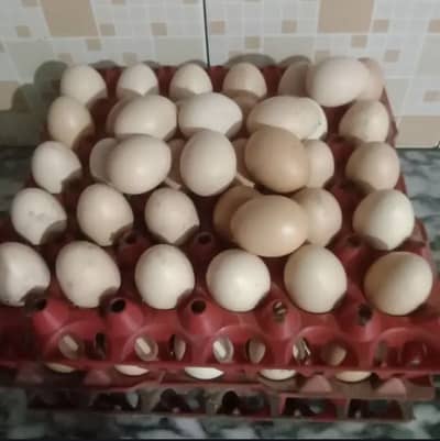 Healthy and home breed 03152326915 WhatsApp