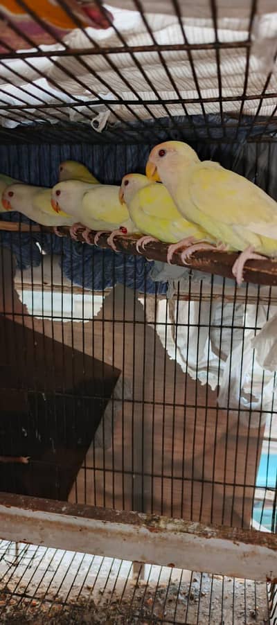 Rosicoli Ceremino love birds