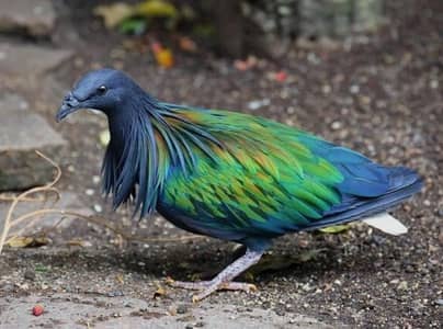 Nicobar Pigeon /Doves For Sale /Qumri /Fakhta /All kind of Doves