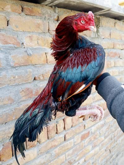 Amroha Aseel zero size