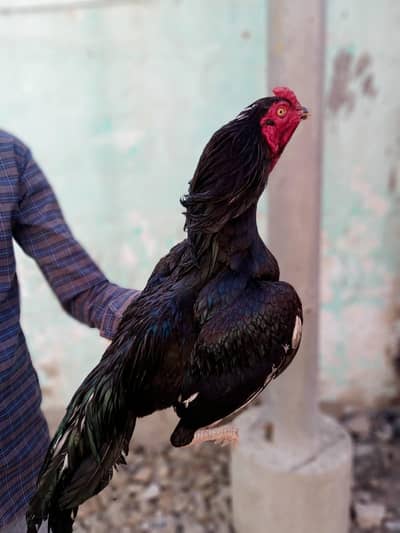 Mashallah se ghr ka patha hai zero size mai full active hai