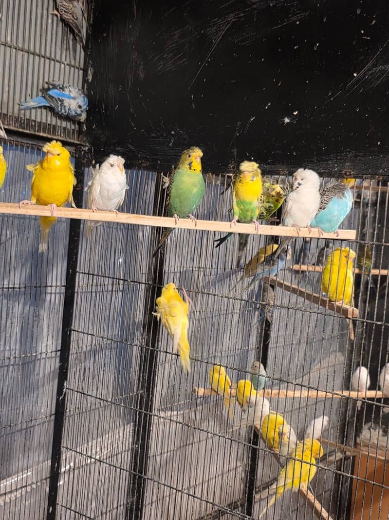 Hogoromo double flower, Fawn java, Boxes, Handi, Incubator, Brooder 0