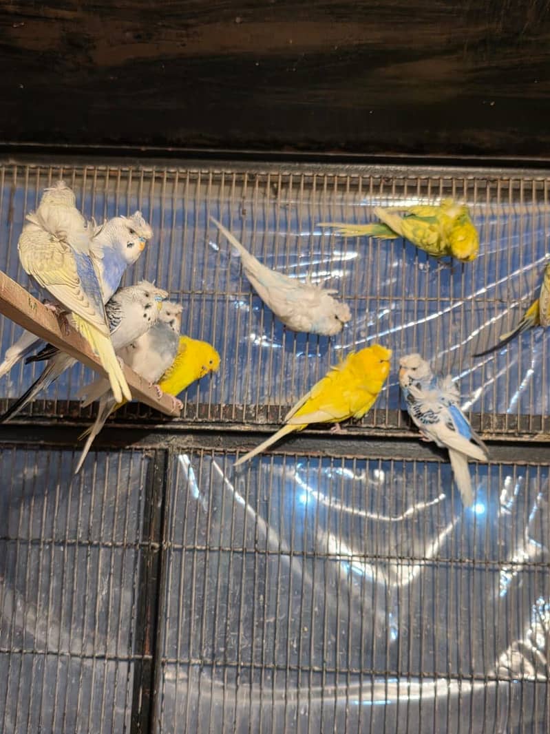 Hogoromo double flower, Fawn java, Boxes, Handi, Incubator, Brooder 1