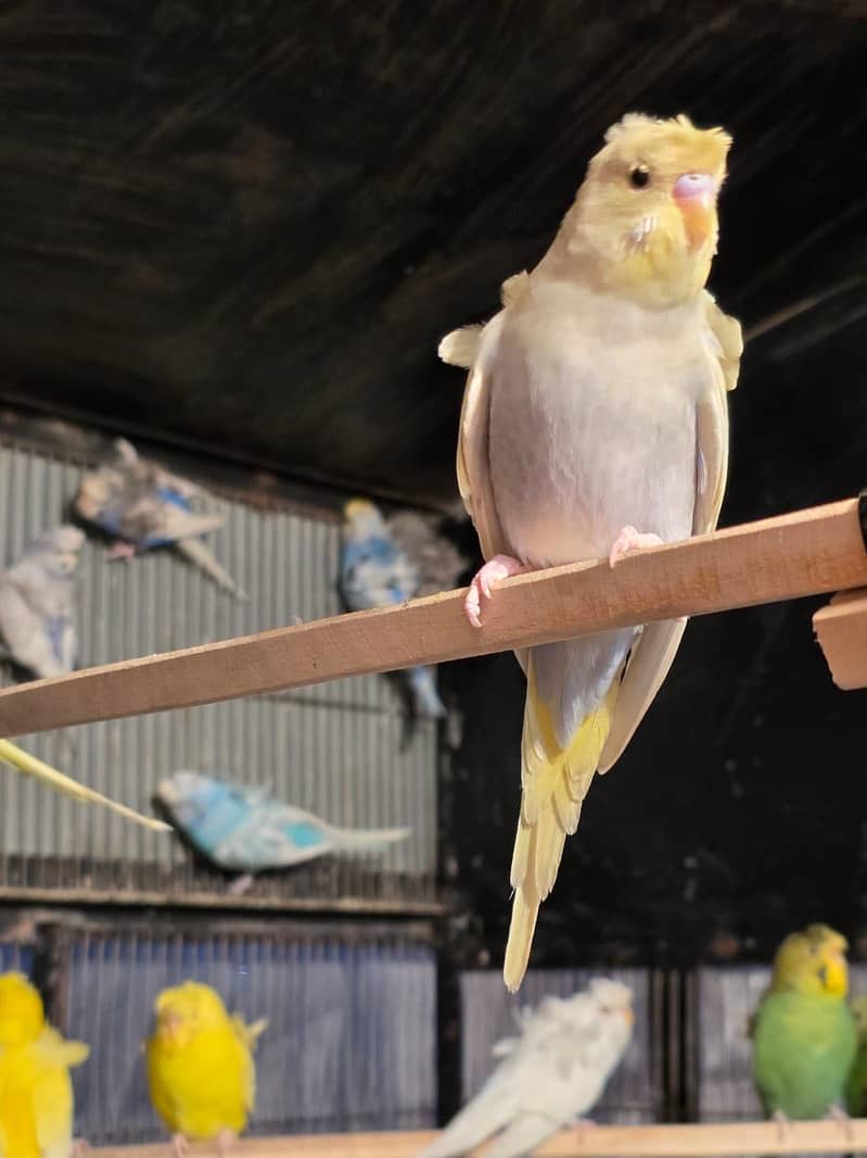 Hogoromo double flower, Fawn java, Boxes, Handi, Incubator, Brooder 2