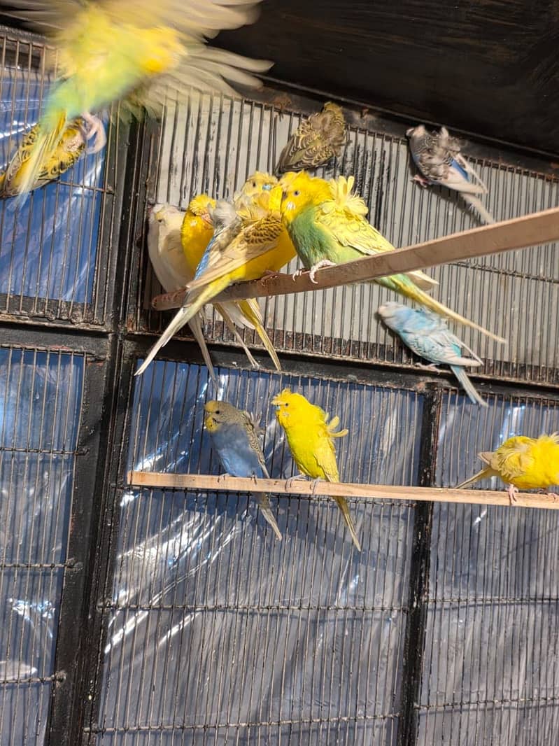 Hogoromo double flower, Fawn java, Boxes, Handi, Incubator, Brooder 3