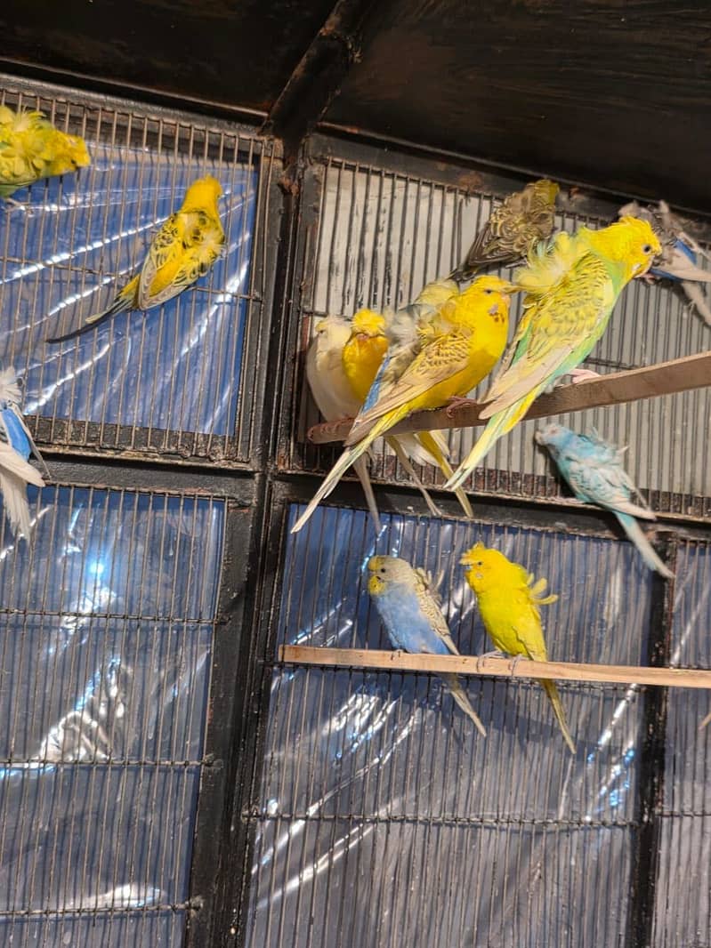 Hogoromo double flower, Fawn java, Boxes, Handi, Incubator, Brooder 4