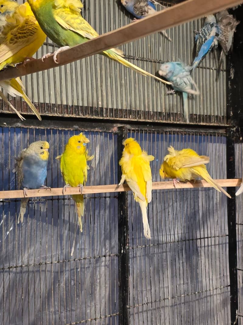 Hogoromo double flower, Fawn java, Boxes, Handi, Incubator, Brooder 5