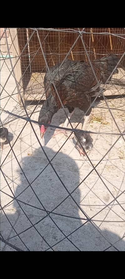 pure aseel hen 2times bachy nikaly hain