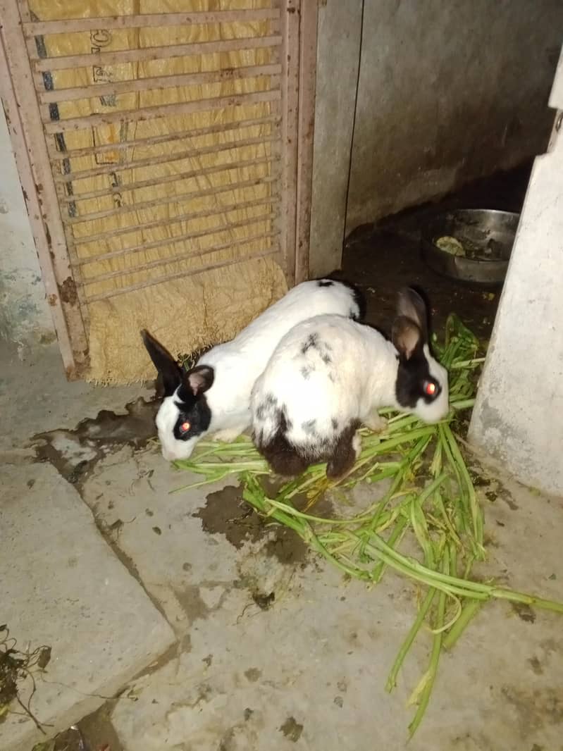 rabbits 1