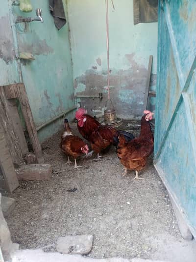 Golden misri 1 male 2 female trio sale