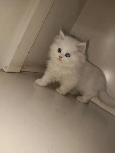 2 kittens and one female cat