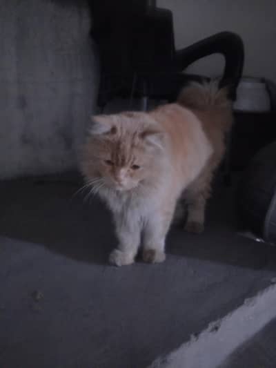 percian 10 hzr final