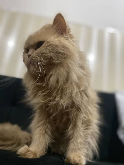 Persian cat