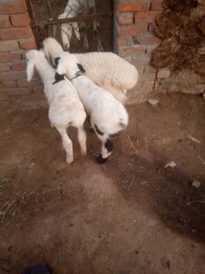 Pure Talagang Dumbay kids for Sale