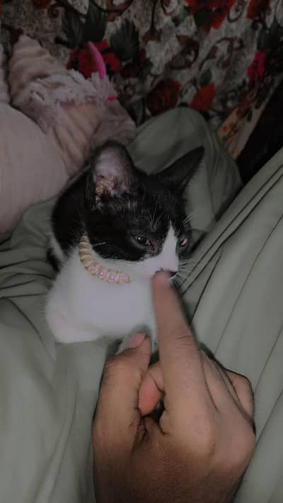 3 months ki cat ha female choti jisko chahiye le jaye free