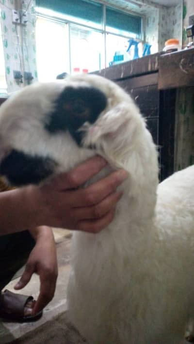 bakra 2 month +92 320 9479976 whtsp