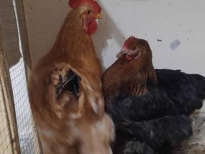 golden buff and black buff