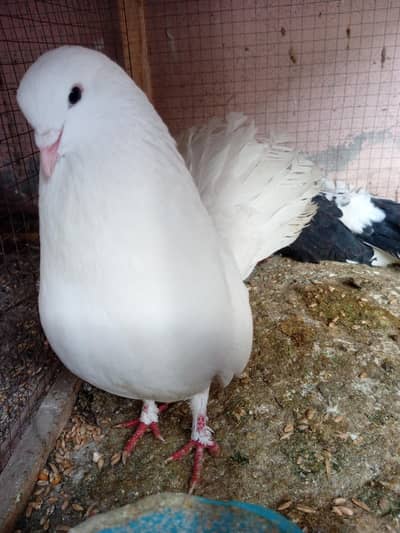 laky pigeon and wooden cage
